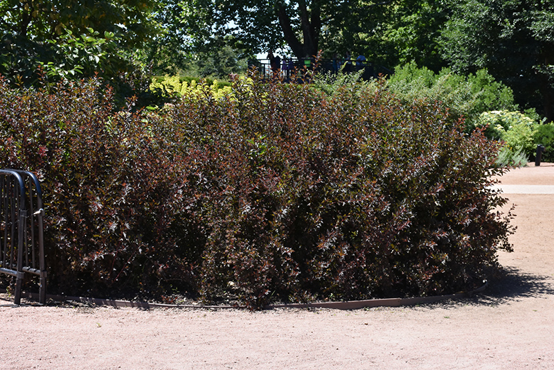 Summer Wine Black Ninebark (Physocarpus opulifolius 'SMNPMS') at Gertens