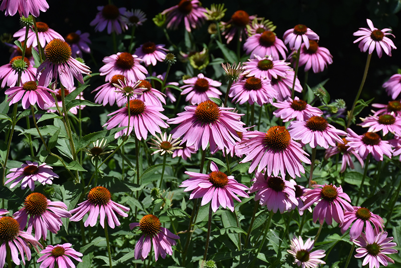 Magnus Coneflower (Echinacea purpurea 'Magnus') in Inver Grove Heights ...