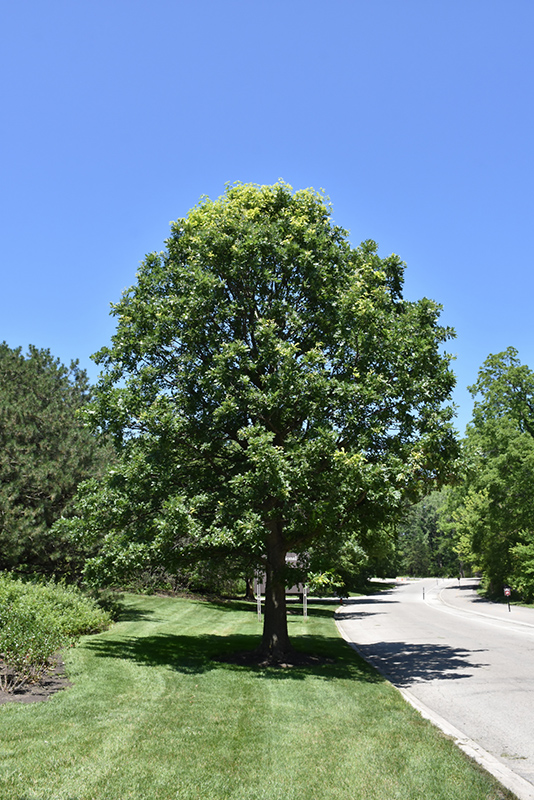Bur Oak (Quercus macrocarpa) at Gertens