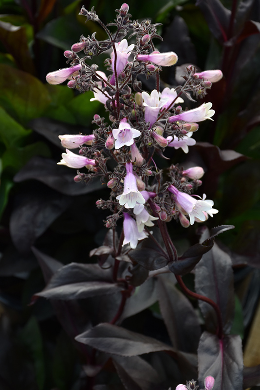 Dark Towers Beardtongue (Penstemon 'Dark Towers') in Inver Grove ...