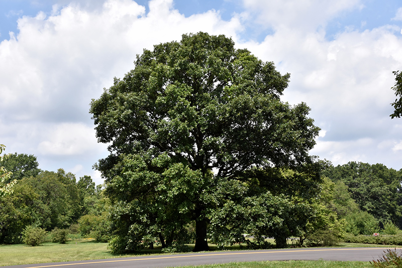 Swamp White Oak (Quercus bicolor) at Gertens