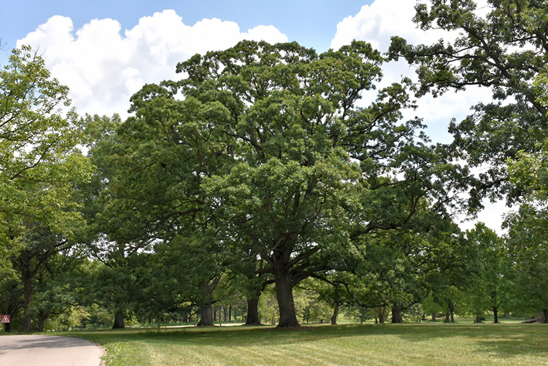 White Oak (Quercus alba) in Inver Grove Heights, Minnesota ...