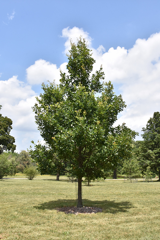 Heritage® Oak (Quercus x macdanielii 'Clemons') at Gertens