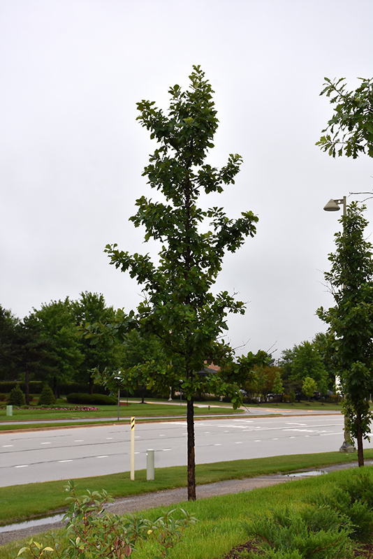 Urban Pinnacle® Bur Oak (Quercus macrocarpa 'JFS-KW3') at Gertens