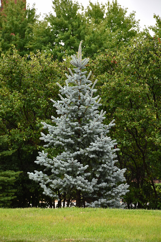 Kosteri Colorado Blue Spruce (Picea pungens 'Kosteri') at Gertens