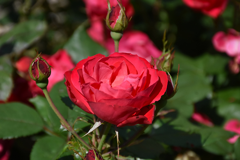 Oso Easy Double Red® Shrub Rose (Rosa 'Meipeporia') at Gertens