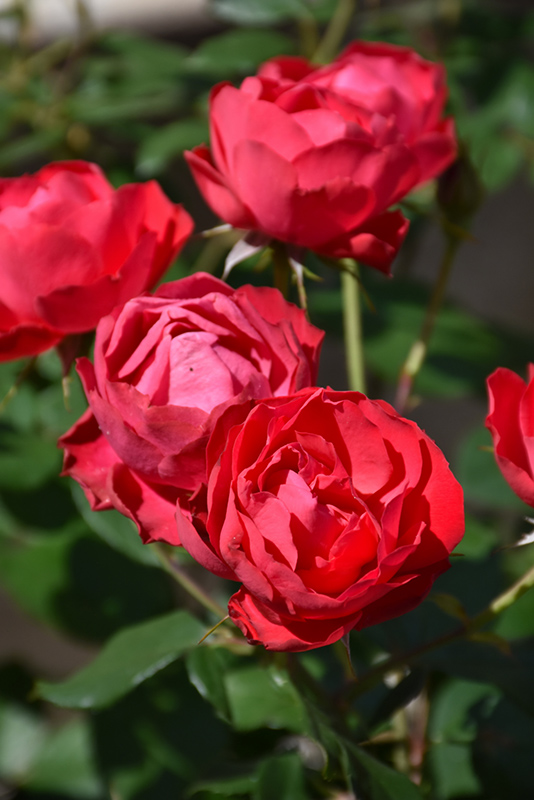 Oso Easy Double Red® Shrub Rose (Rosa 'Meipeporia') at Gertens