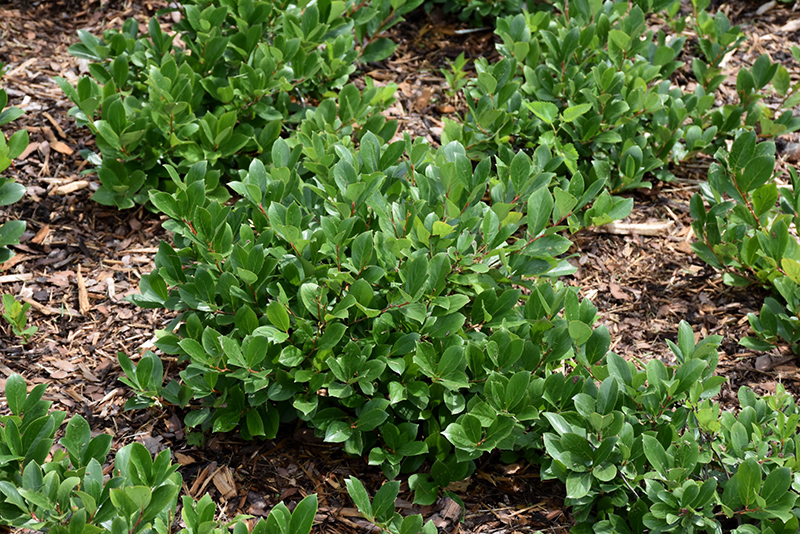 Low Scape® Hedger Black Chokeberry (Aronia melanocarpa 'UCONNAM166') at Gertens