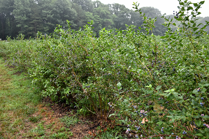 Bluecrop Blueberry (Vaccinium corymbosum 'Bluecrop') at Gertens