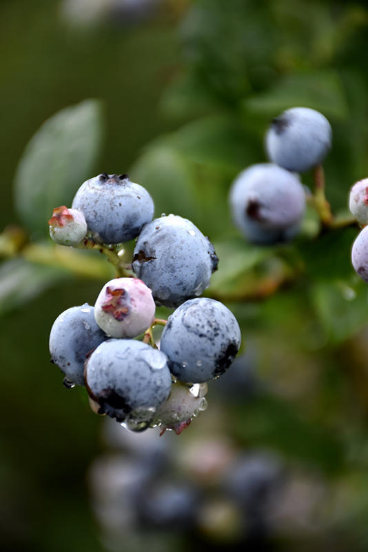 Polaris Blueberry (Vaccinium 'Polaris') at Gertens