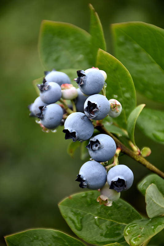 Northblue Blueberry (Vaccinium 'Northblue') at Gertens