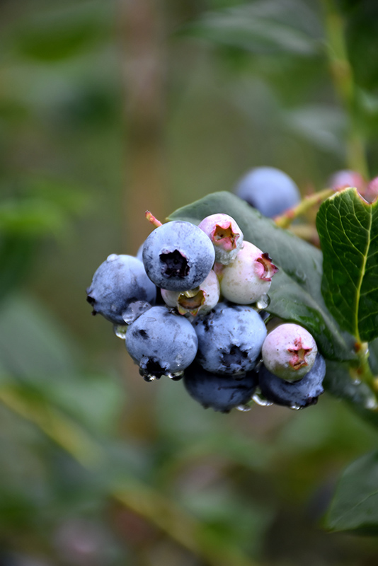 Chippewa Blueberry (Vaccinium 'Chippewa') at Gertens