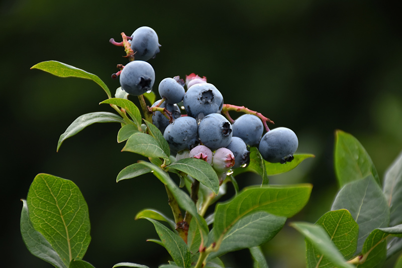 Northland Blueberry (Vaccinium corymbosum 'Northland') at Gertens