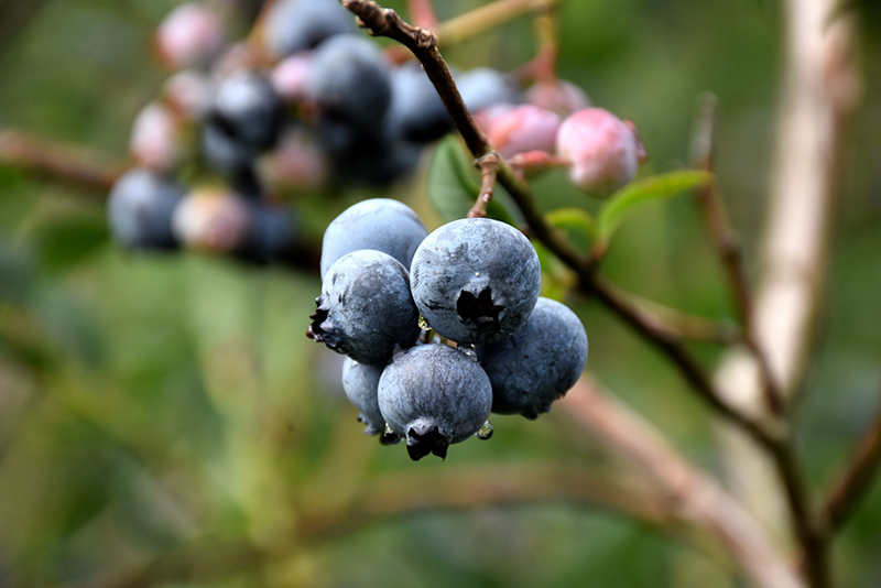 Chandler Blueberry (Vaccinium corymbosum 'Chandler') at Gertens
