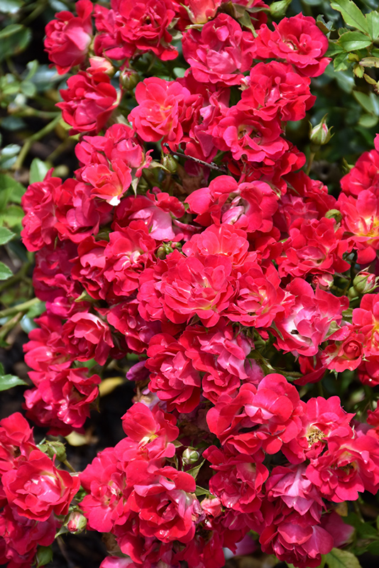 Red Drift® Shrub Rose (Rosa 'Meigalpio') at Gertens