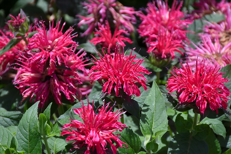 Balmy™ Rose Bee Balm (Monarda didyma 'Balbalmose') in Inver Grove ...