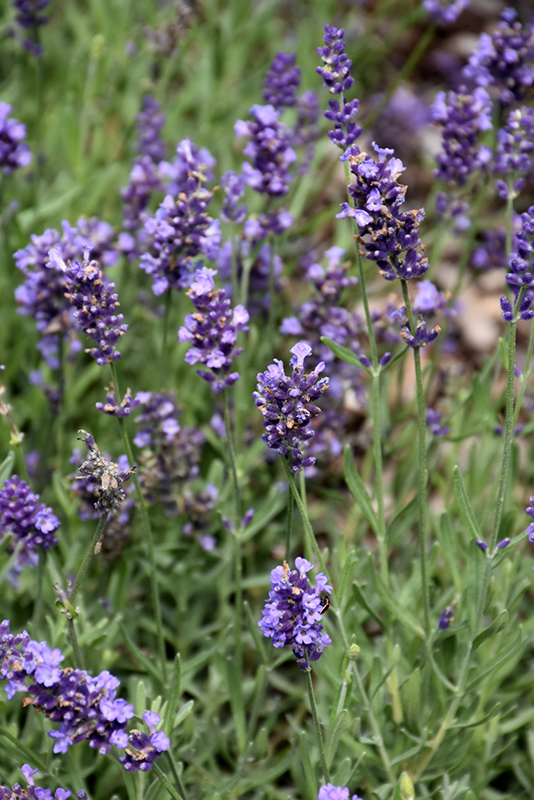 Lavance® Purple Lavender (Lavandula angustifolia 'Lavance Purple') at Gertens