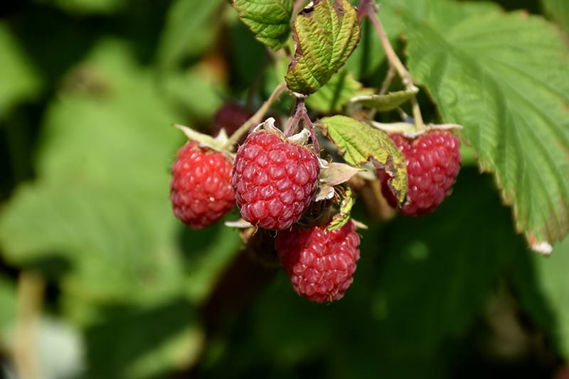 Encore Raspberry (Rubus 'Encore') at Gertens