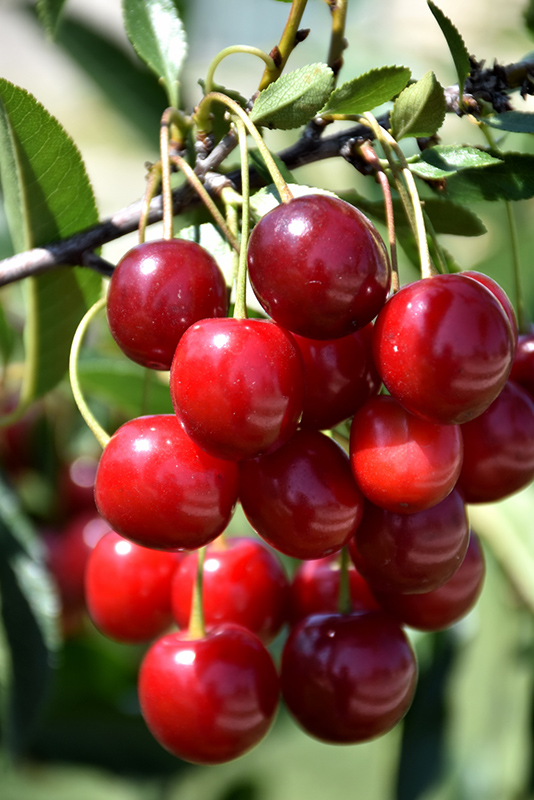 First Editions® Sweet Cherry Pie™ Cherry (Prunus 'Eubank') at Gertens