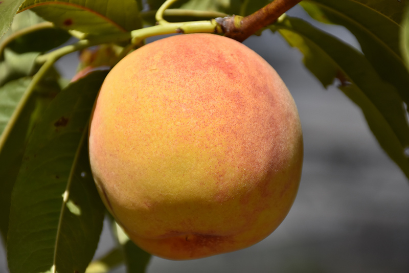 Reliance Peach (Prunus persica 'Reliance') at Gertens