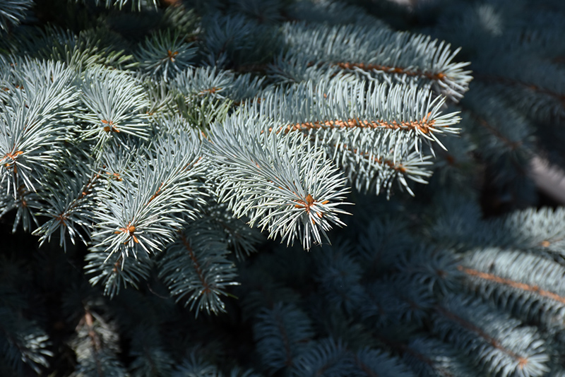 Baby Blue Colorado Blue Spruce (Picea pungens 'Baby Blue') at Gertens