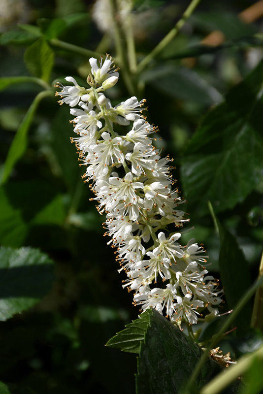 Vanilla Spice® Summersweet (Clethra alnifolia 'Caleb') at Gertens