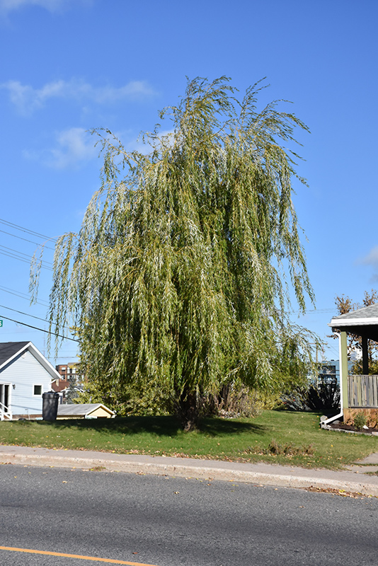 Prairie Cascade Weeping Willow (Salix 'Prairie Cascade') in Inver Grove  Heights, Minnesota (MN) at Gertens