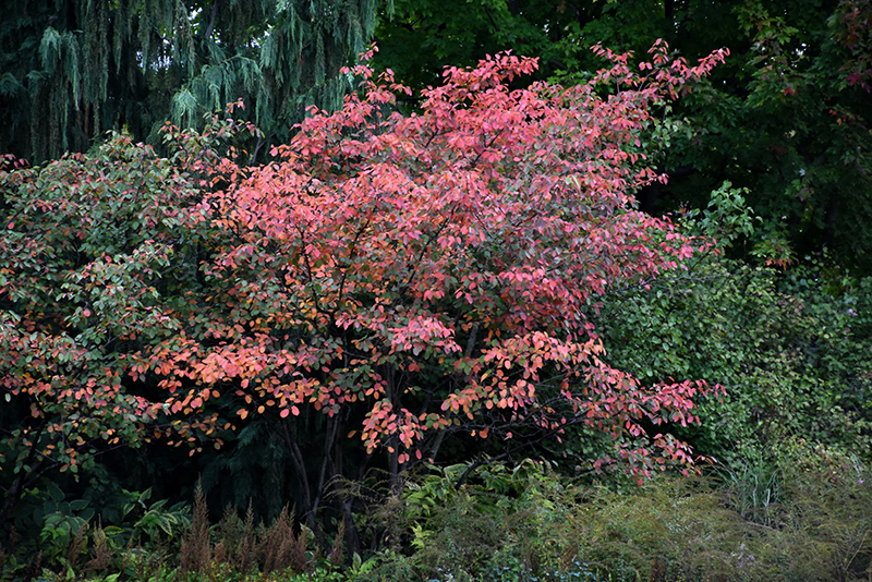Autumn Brilliance® Serviceberry (Amelanchier x grandiflora 'Autumn Brilliance') at Gertens