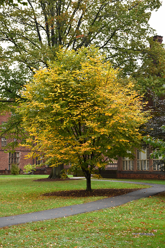 American Yellowwood (Cladrastis lutea) in Inver Grove Heights, Minnesota (MN) at Gertens