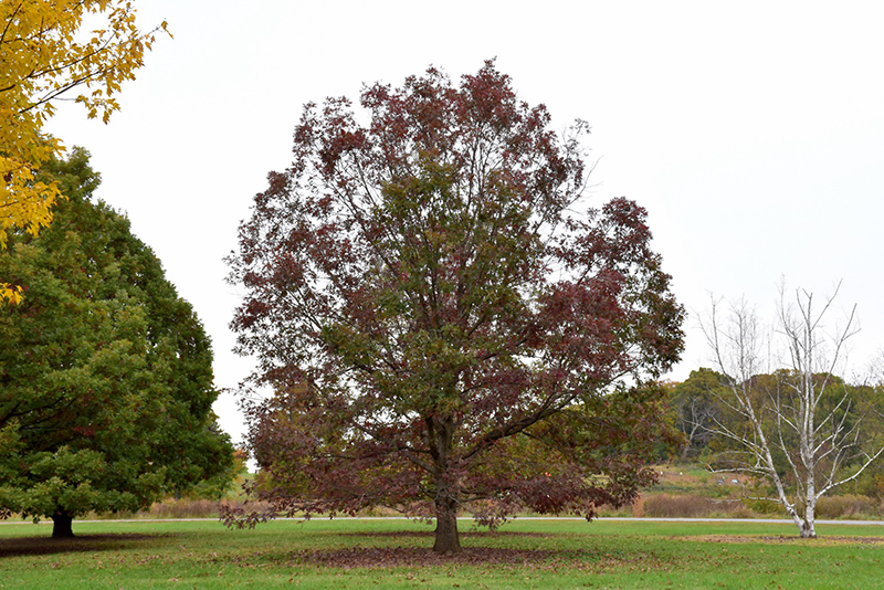 White Oak (Quercus alba) at Gertens