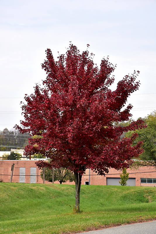 Brandywine Red Maple (Acer rubrum 'Brandywine') at Gertens