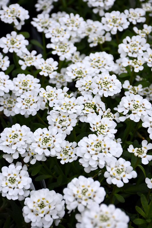 Purity Candytuft (Iberis sempervirens 'Purity') at Gertens