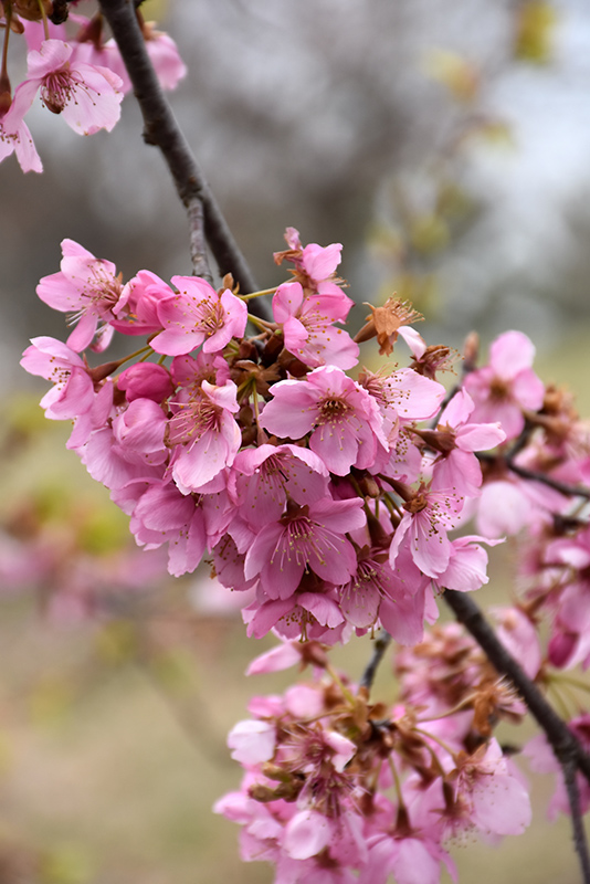 First Editions® Spring Wonder™ Flowering Cherry (Prunus sargentii 'Hokkaido Normandale') at Gertens