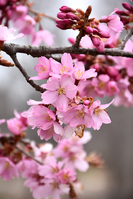 Pink Flair® Flowering Cherry (Prunus sargentii 'JFS-KW58') at Gertens