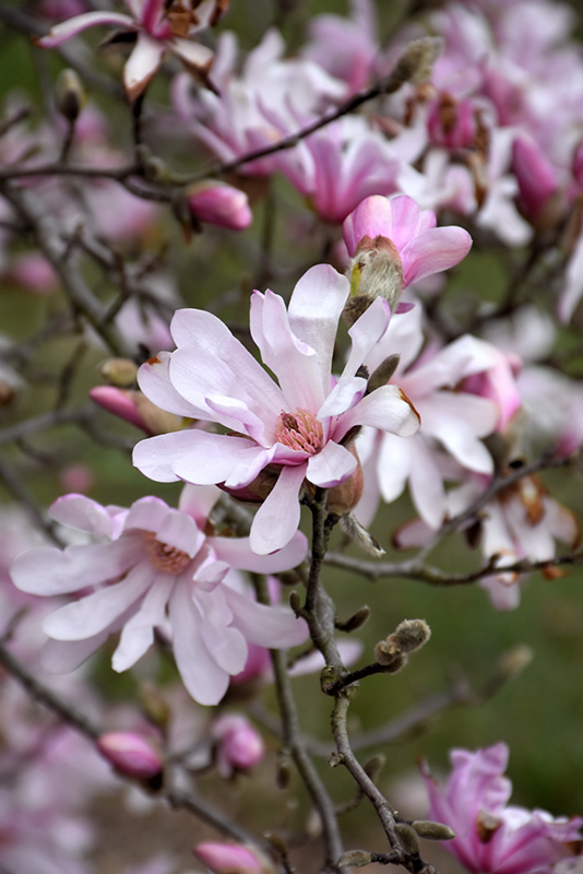 Leonard Messel Magnolia (Magnolia x loebneri 'Leonard Messel') at Gertens