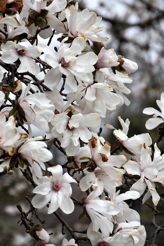 Merrill Magnolia (Magnolia x loebneri 'Merrill') at Gertens