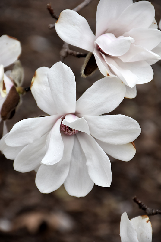 Merrill Magnolia (Magnolia x loebneri 'Merrill') at Gertens