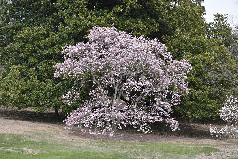 Leonard Messel Magnolia (Magnolia x loebneri 'Leonard Messel') at Gertens