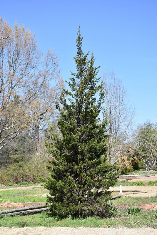 Eastern Red Cedar (Juniperus virginiana) at Gertens