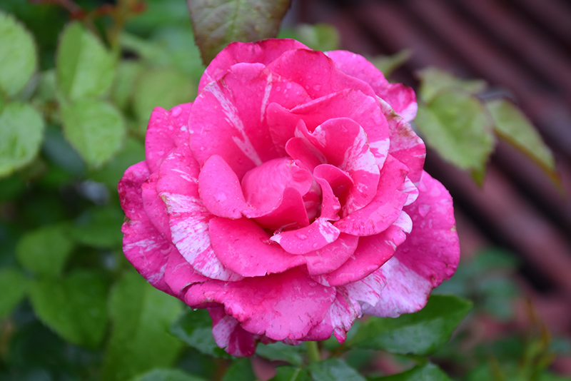 Parade Day™ Grandiflora Rose (Rosa 'WEKmeroro') at Gertens