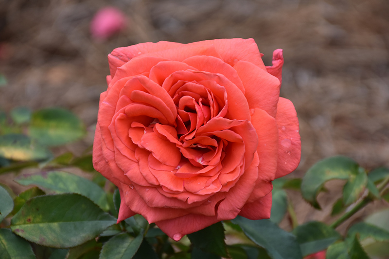 Fragrant Cloud Hybrid Tea Rose (Rosa 'Fragrant Cloud') at Gertens