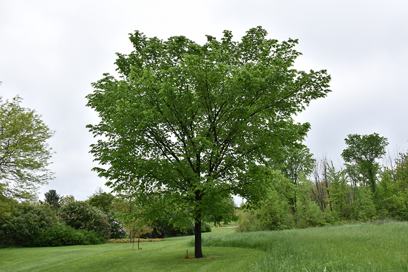 Valley Forge American Elm (Ulmus americana 'Valley Forge') at Gertens