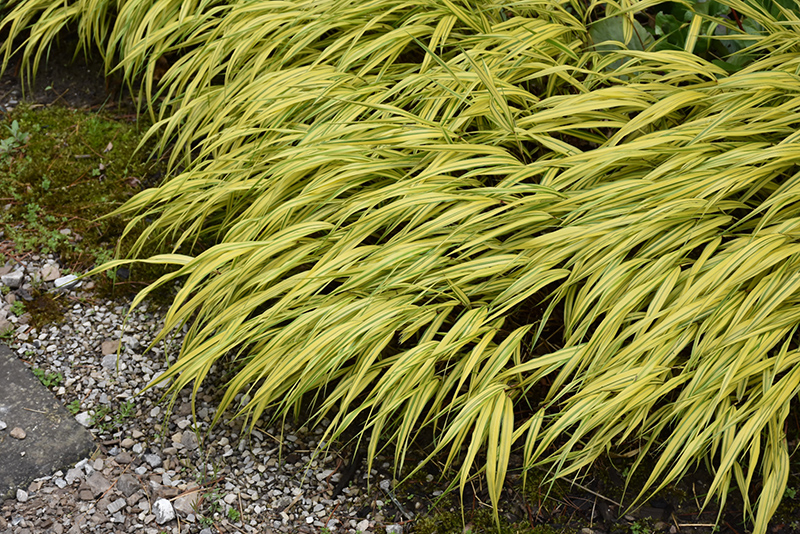 Golden Japanese Forest Grass (Hakonechloa macra 'Aureola') at Gertens