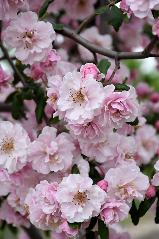 Prairie Rose Flowering Crabapple (Malus 'Prairie Rose') in Inver Grove ...