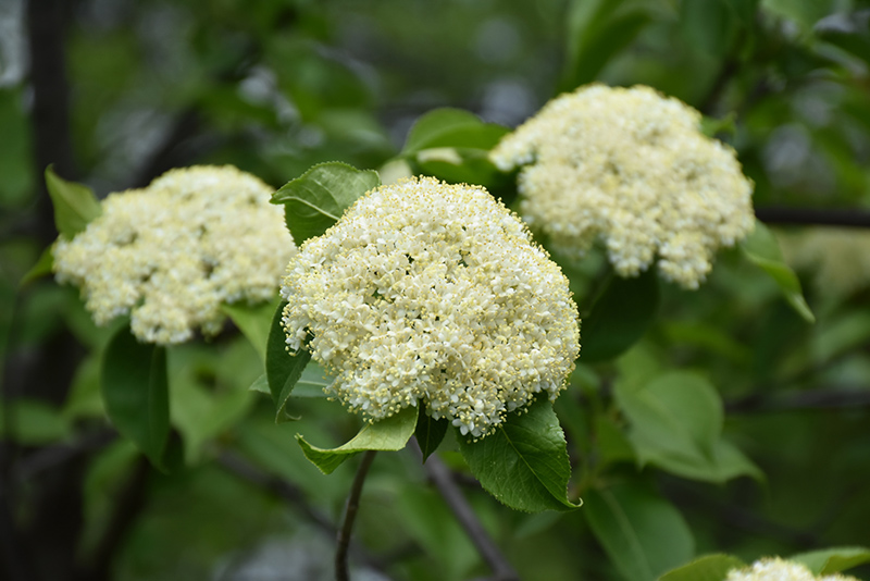 Nannyberry Viburnum (tree form) (Viburnum lentago (tree form)) at Gertens