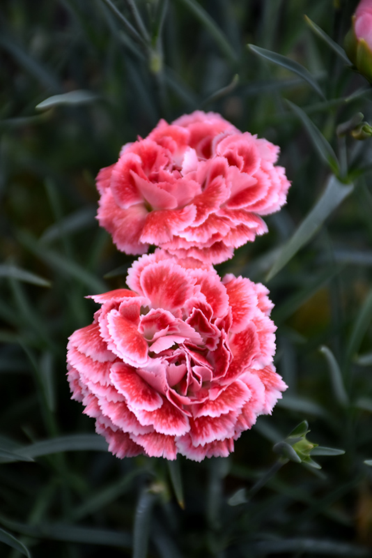 Scent First® Coral Reef Dianthus (Dianthus 'WP07OLDRICE') at Gertens