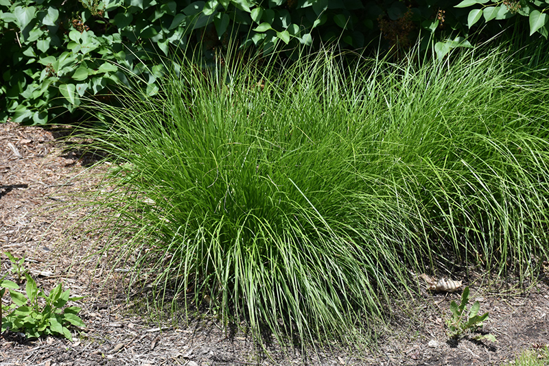 Carex Bebbii