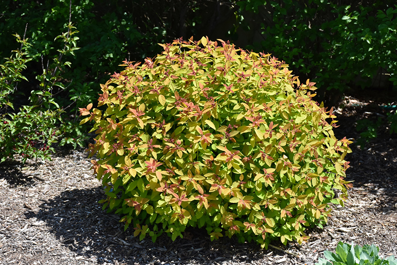 Double Play® Candy Corn® Spirea (Spiraea japonica 'NCSX1') at Gertens