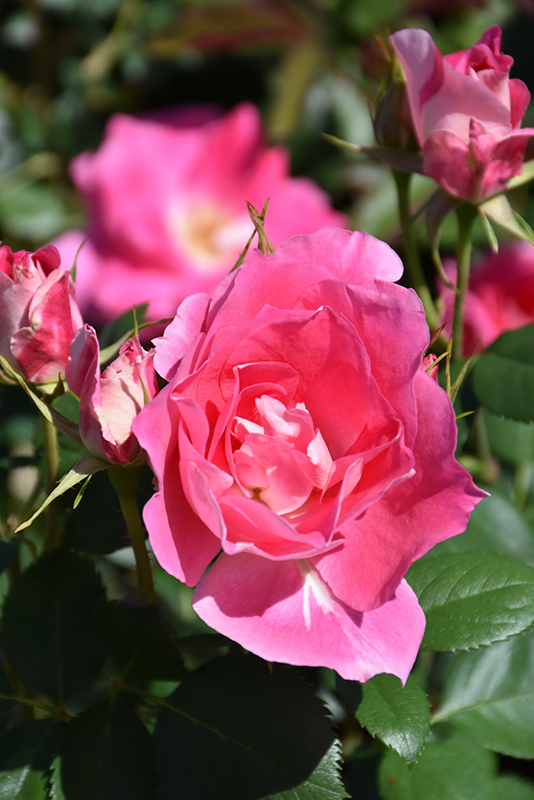 Carefree Wonder™ Shrub Rose (Rosa 'Carefree Wonder') at Gertens