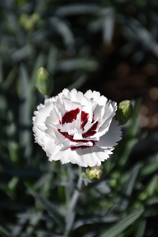 Scent First® Coconut Surprise Dianthus (Dianthus 'WP05Yves') at Gertens